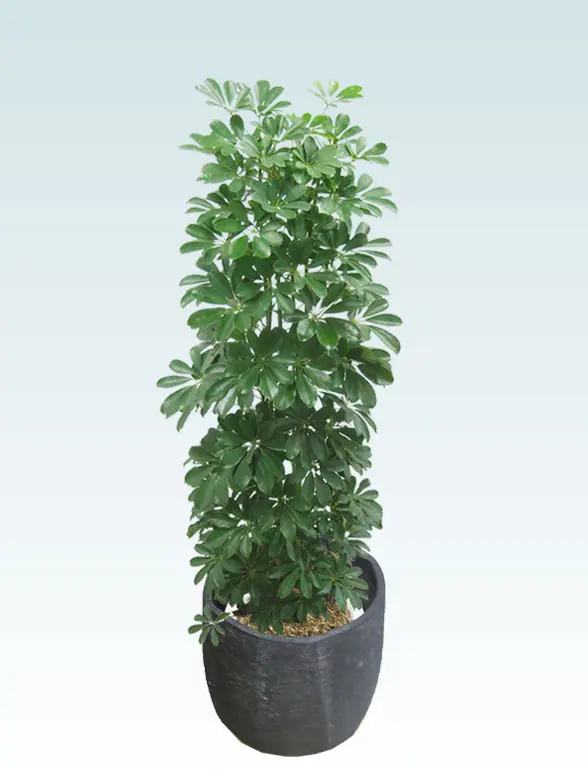 カポック葉っぱ枝も入った画像