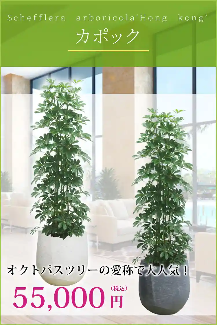 カポック 観葉植物 55,000円(税込)
