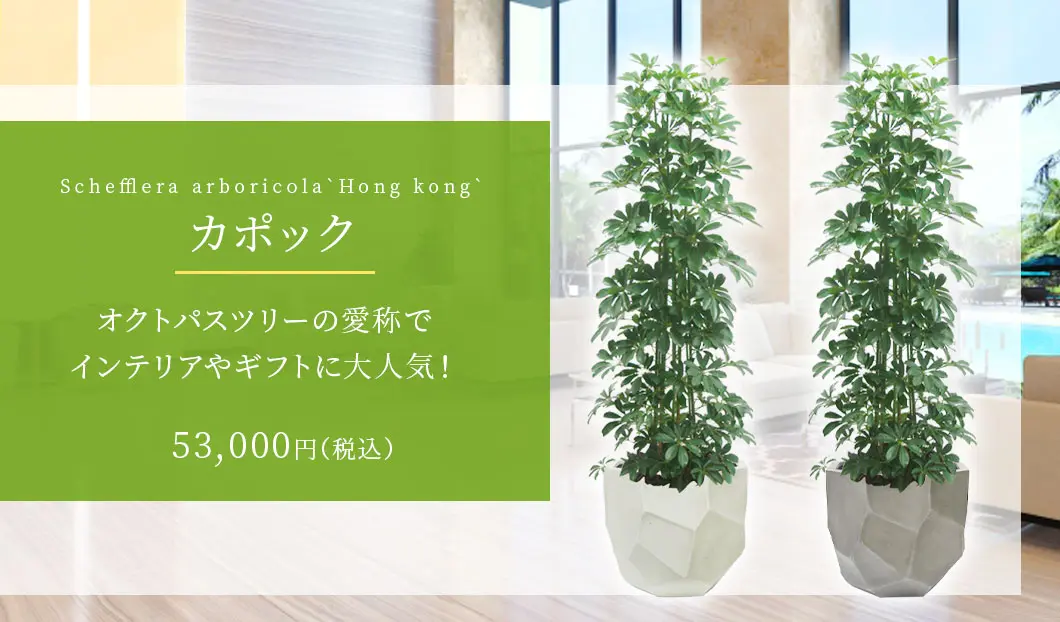 カポック 観葉植物 53,000円(税込)