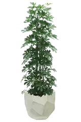 カポック全体画像