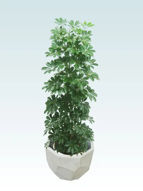 カポック葉っぱ拡大画像