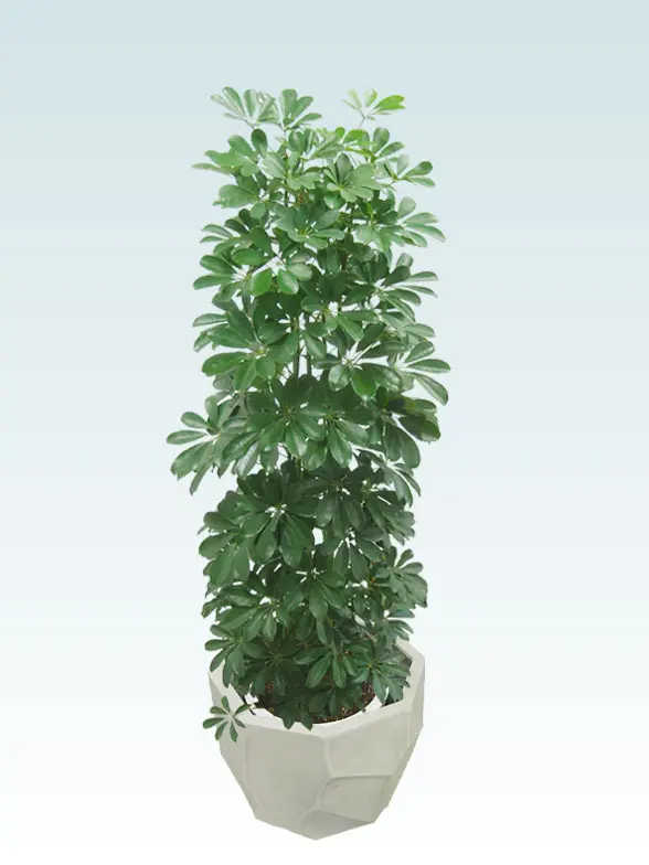 カポック葉っぱ拡大画像