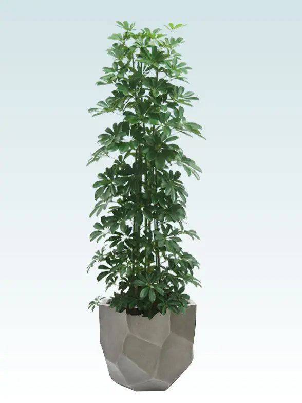 カポック葉っぱ枝も入った画像