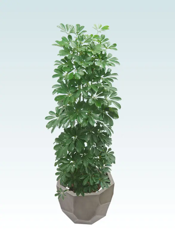 カポック葉っぱ枝も入った画像