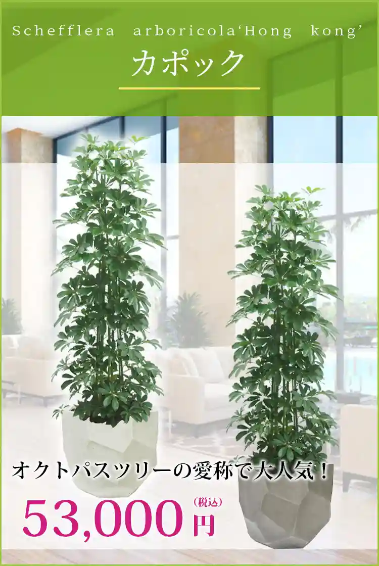 カポック 観葉植物 53,000円(税込)