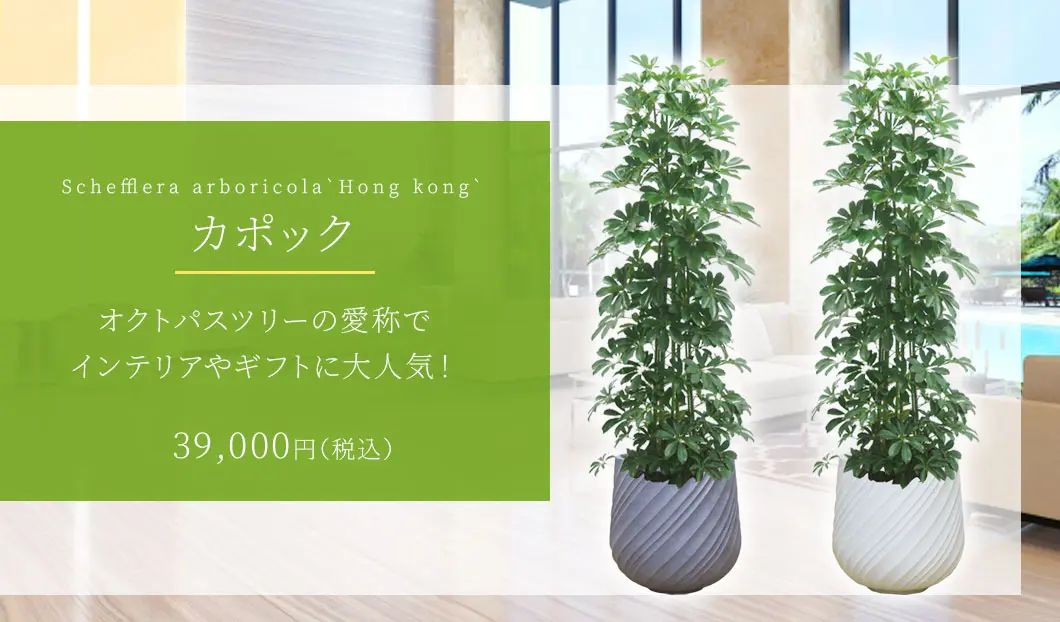 カポック 観葉植物 39,000円(税込)