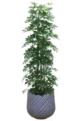 カポック全体画像