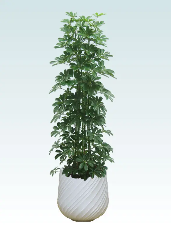 カポック葉っぱ枝も入った画像