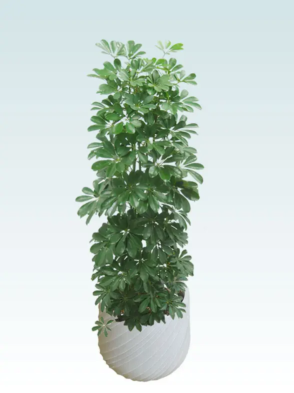 カポック葉っぱ枝も入った画像