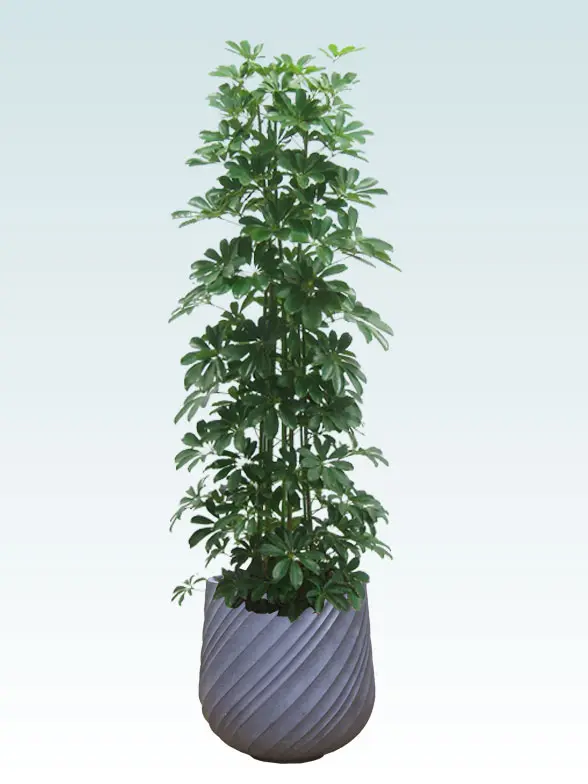 カポック拡大横から画像