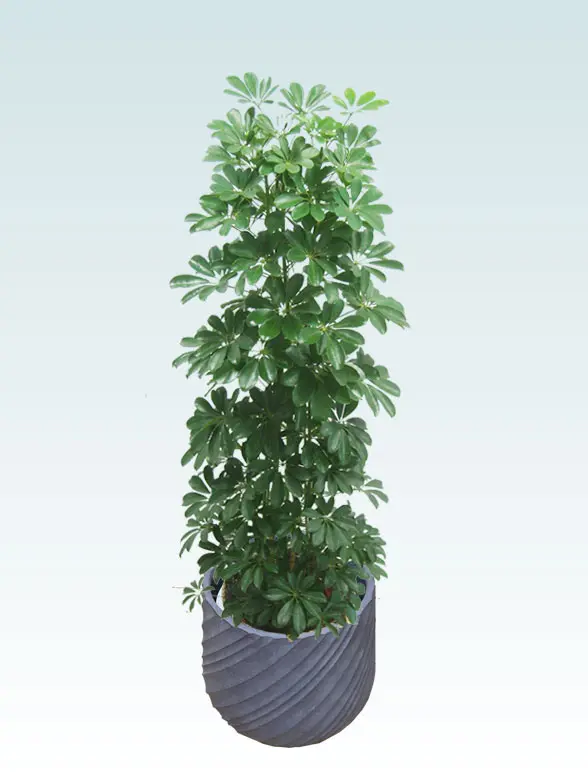 カポック葉っぱ拡大画像