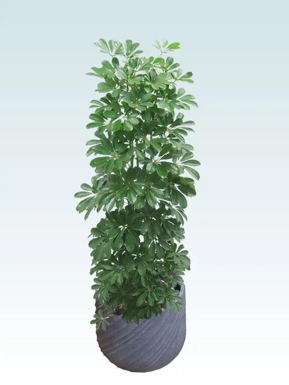 カポック葉っぱ拡大画像