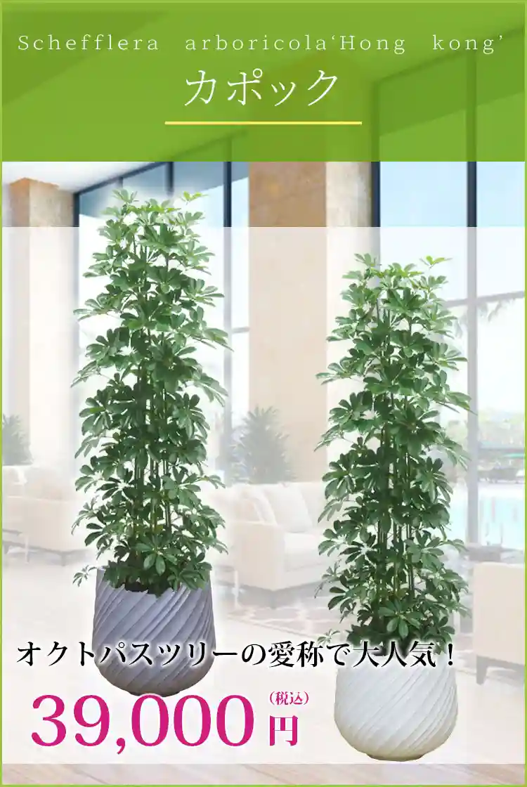 カポック 観葉植物 39,000円(税込)