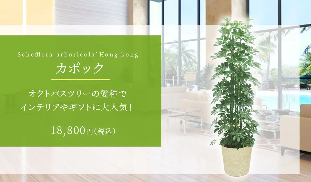 カポック 観葉植物 18,400円(税込)