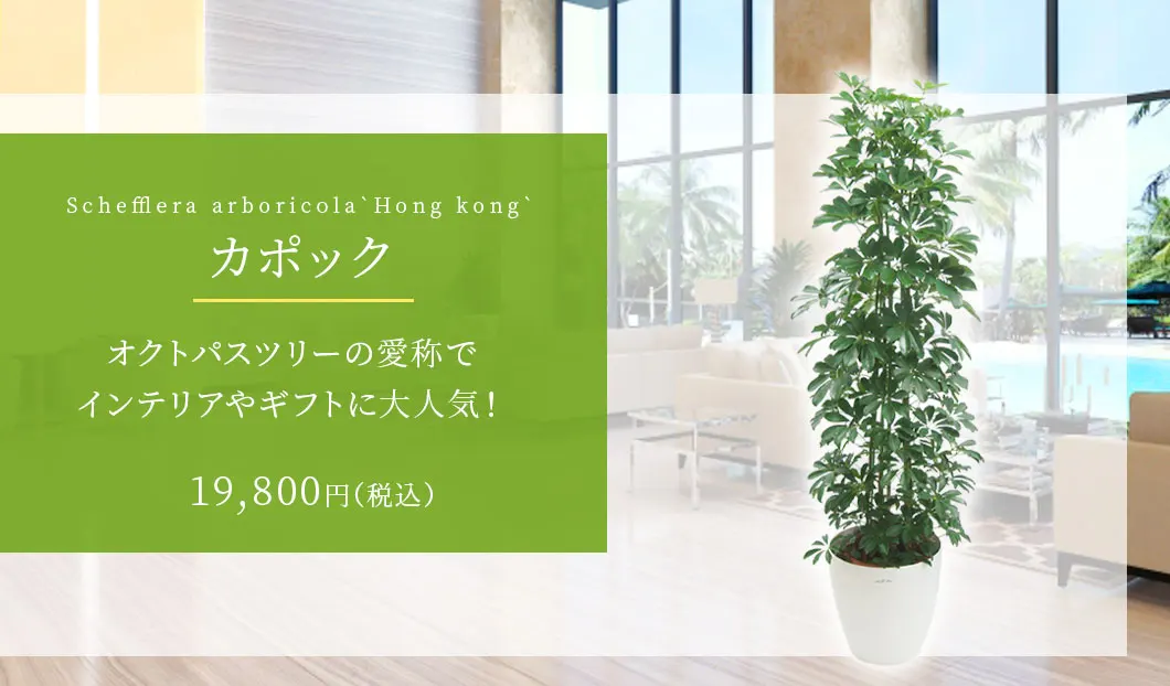 カポック 観葉植物 19,400円(税込)