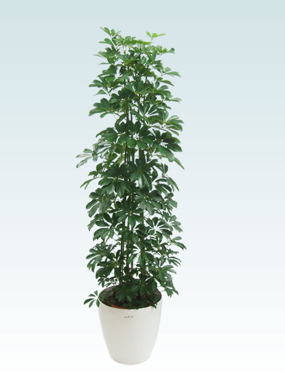 カポック ラスターポット付 Lサイズ 観葉植物の販売 通販の観葉植物のオアシス