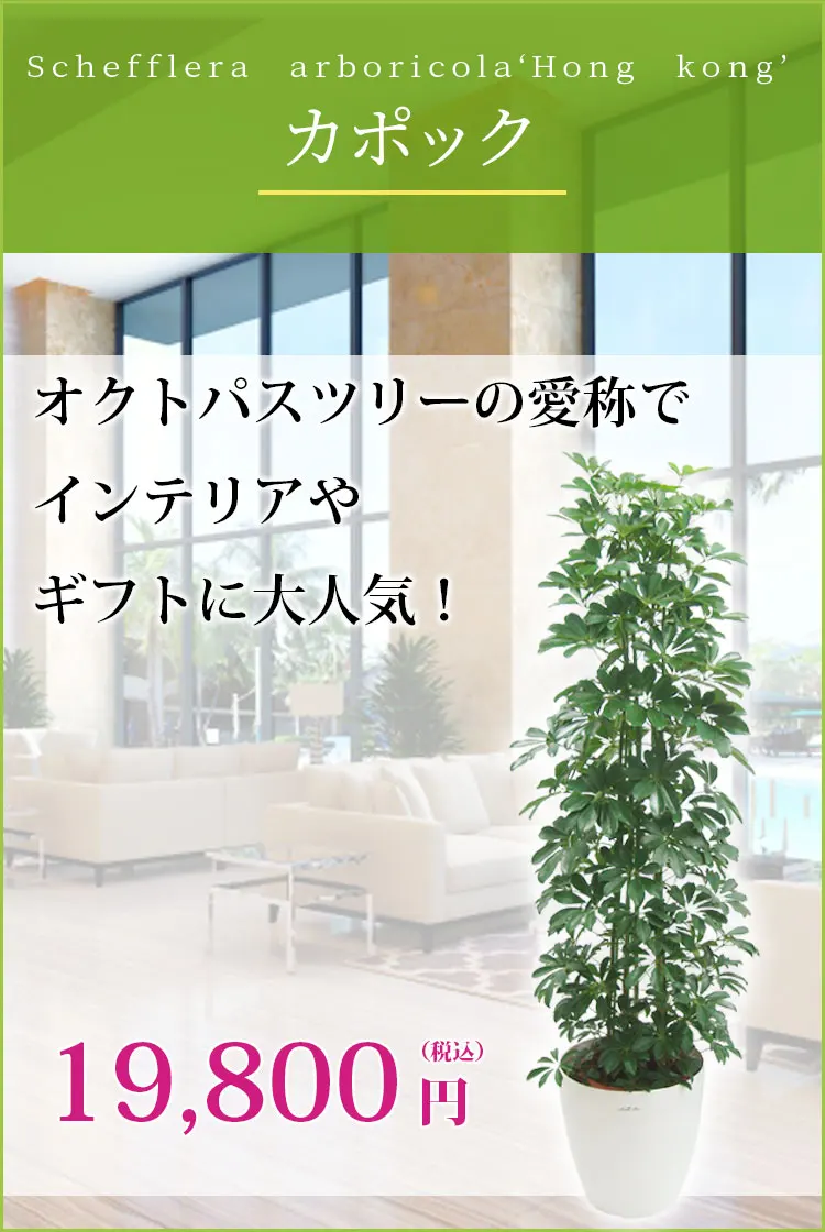 カポック 観葉植物 19,400円(税込)