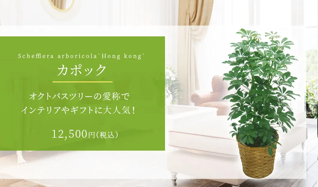 カポック 観葉植物 10,500円(税込)