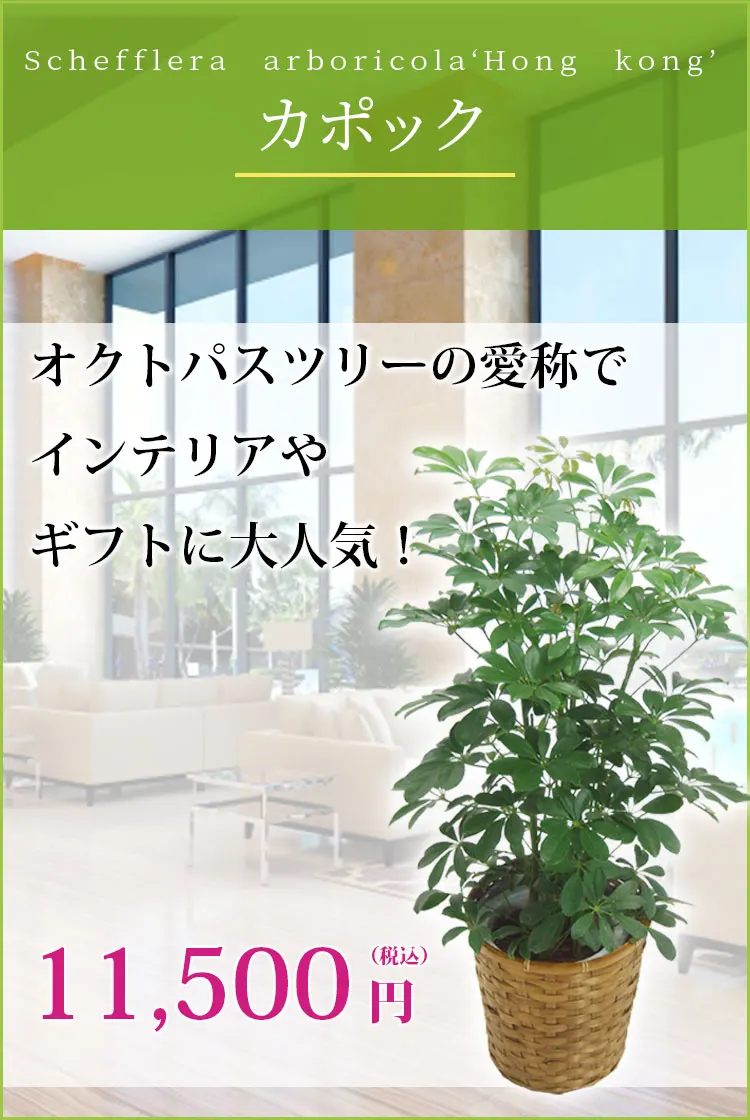カポック 観葉植物 10,500円(税込)