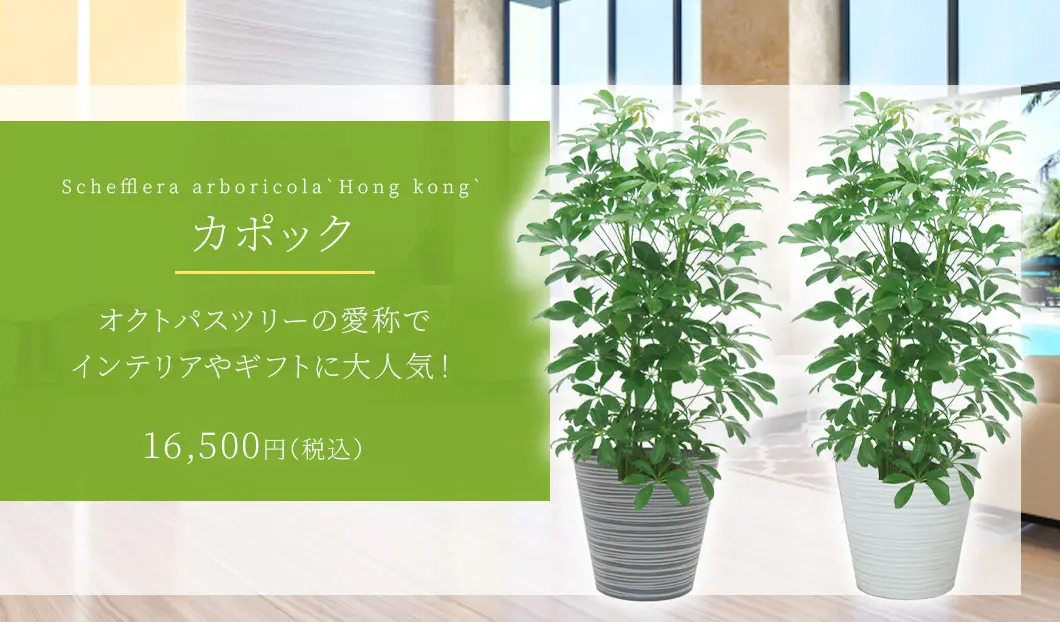 カポック 観葉植物 16,500円(税込)