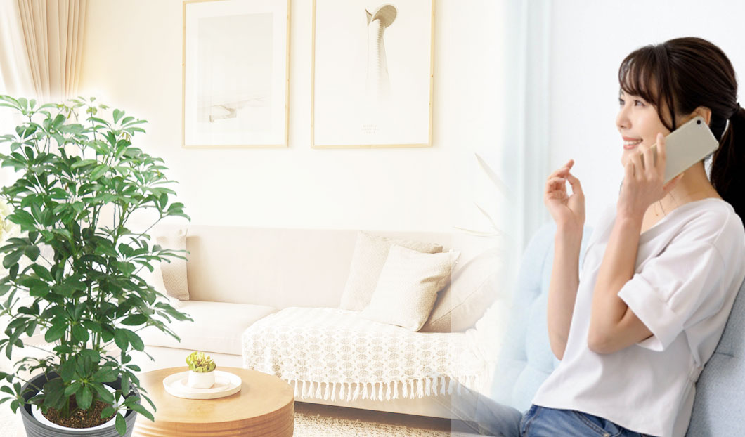 ギフトやインテリアに人気の観葉植物カポック