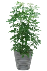 カポック全体画像