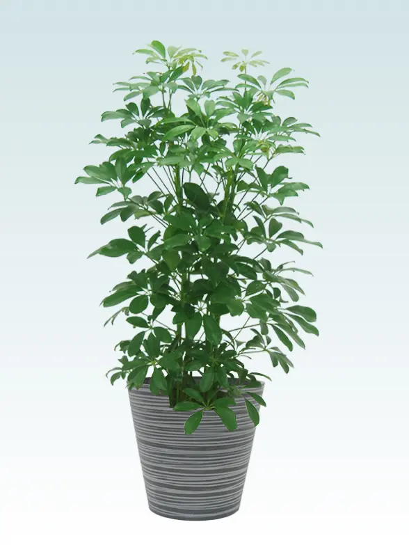 カポック MLサイズ エコフレンドリーポット付