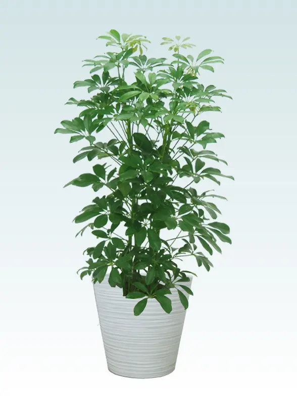 カポック葉っぱ枝も入った画像