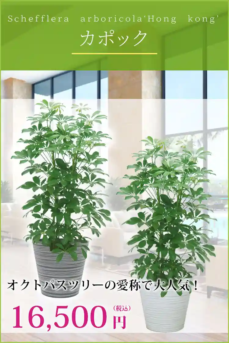 カポック 観葉植物 16,500円(税込)
