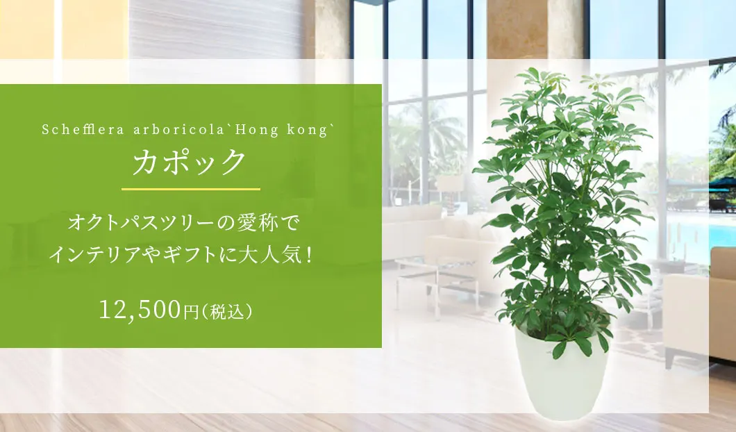 カポック 観葉植物 11,500円(税込)