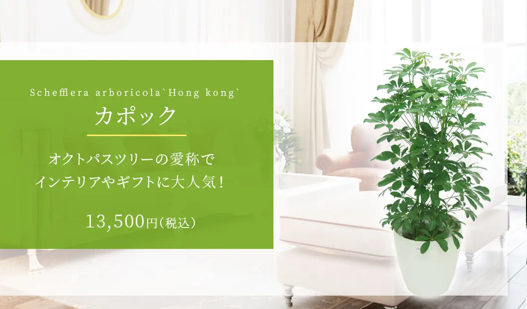 カポック 観葉植物 11,500円(税込)