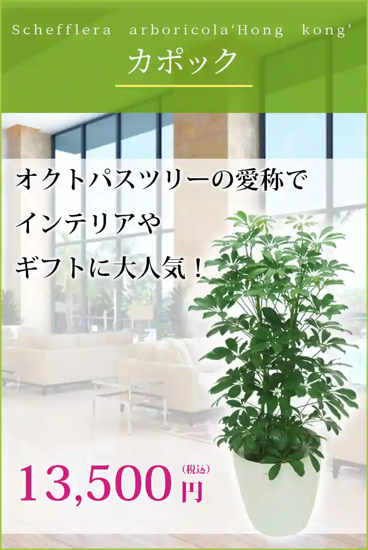 カポック 観葉植物 11,500円(税込)