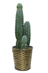 観葉植物柱サボテン(鬼面角)全体画像