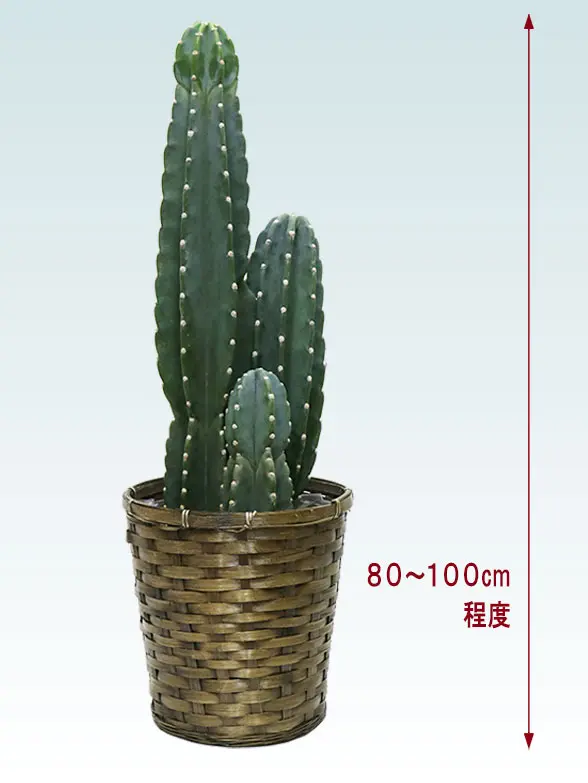 観葉植物柱サボテン(鬼面角)葉っぱ枝も入った画像