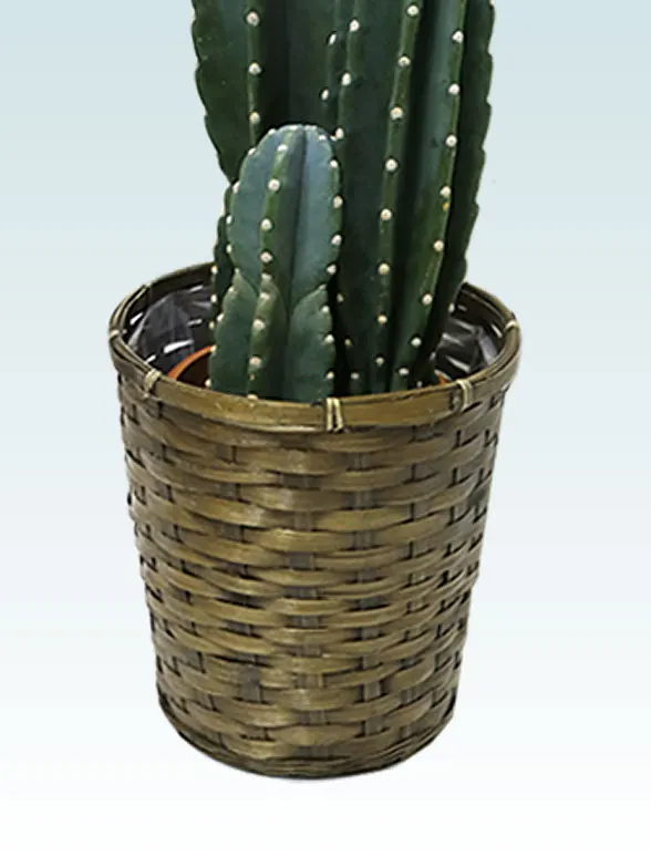 観葉植物柱サボテン（鬼面角）籐製の鉢カバーイメージ画像