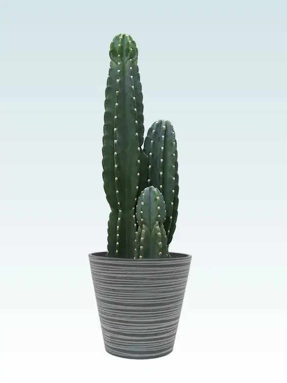 観葉植物柱サボテン(鬼面角)葉っぱ拡大画像