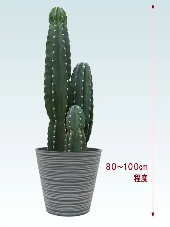 観葉植物柱サボテン（鬼面角）全体画像