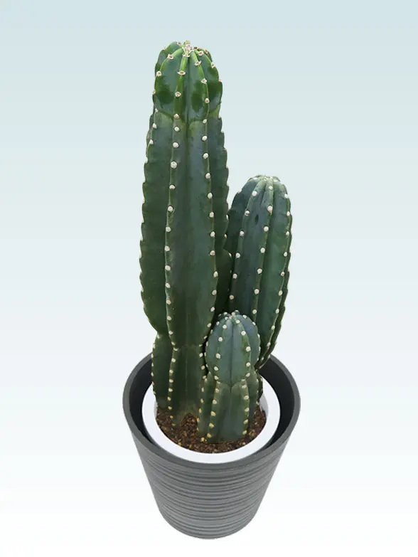 観葉植物柱サボテン(鬼面角)斜め上から全体画像