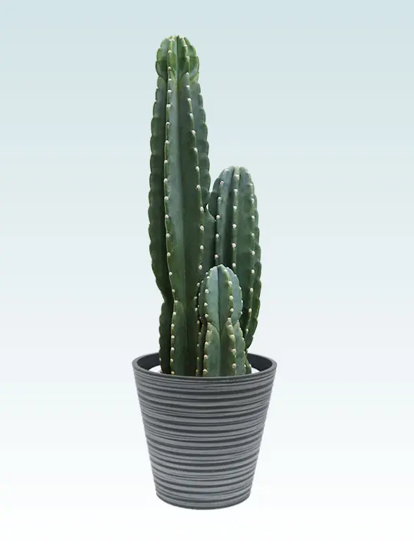 観葉植物柱サボテン(鬼面角)葉っぱ枝も入った画像