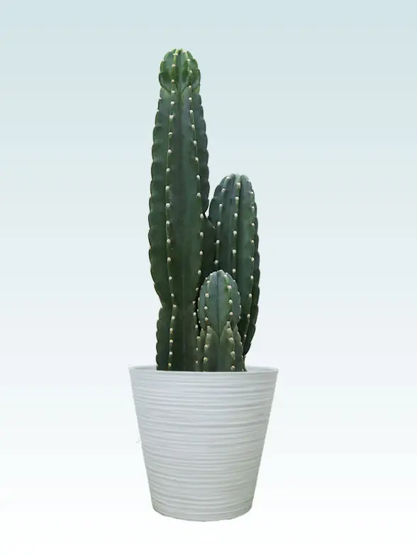 観葉植物柱サボテン(鬼面角)葉っぱ枝も入った画像