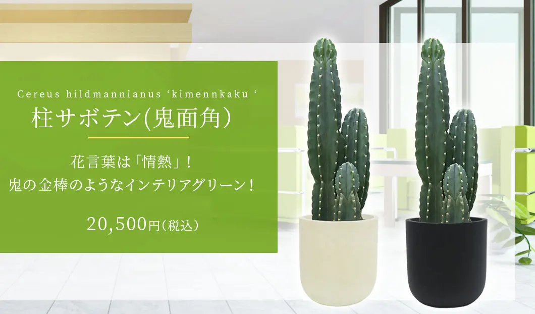柱サボテン(鬼面角) 観葉植物 20,500円(税込)