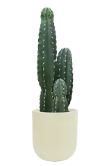 柱サボテン（鬼面角）（Uポット型、グラスファイバー製鉢カバー付）M