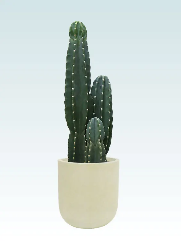 柱サボテン（鬼面角）（Uポット型、グラスファイバー製鉢カバー付）M