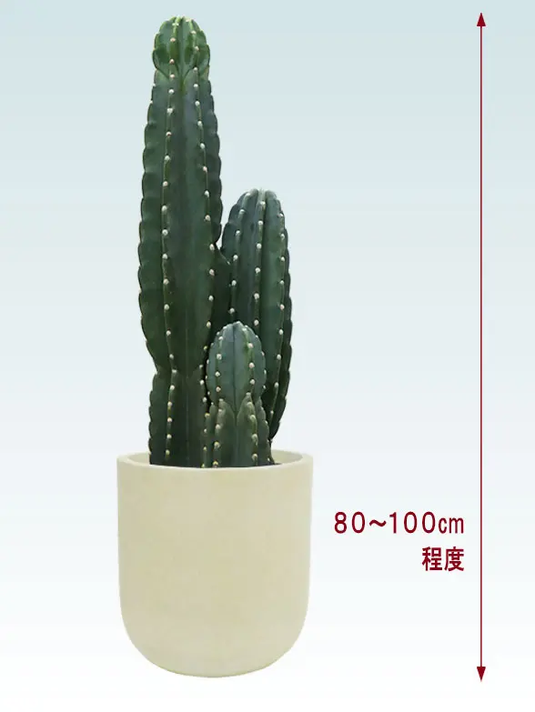 観葉植物柱サボテン(鬼面角)葉っぱ枝も入った画像