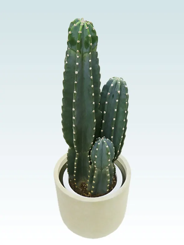 観葉植物柱サボテン（鬼面角）斜め上から全体画像