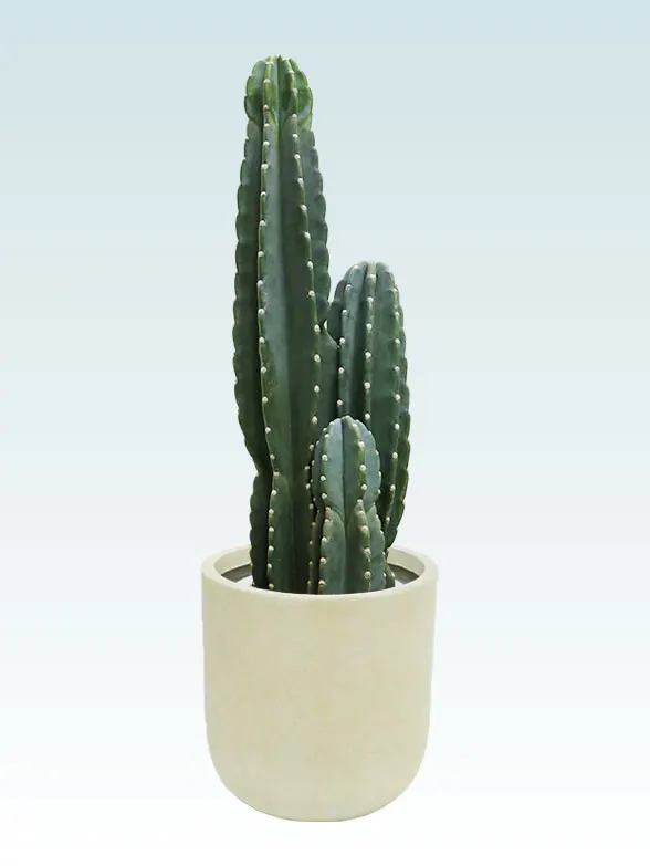 柱サボテン（鬼面角）（Uポット型、グラスファイバー製鉢カバー付）M