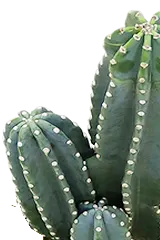 観葉植物柱サボテン(鬼面角)葉っぱのみ画像