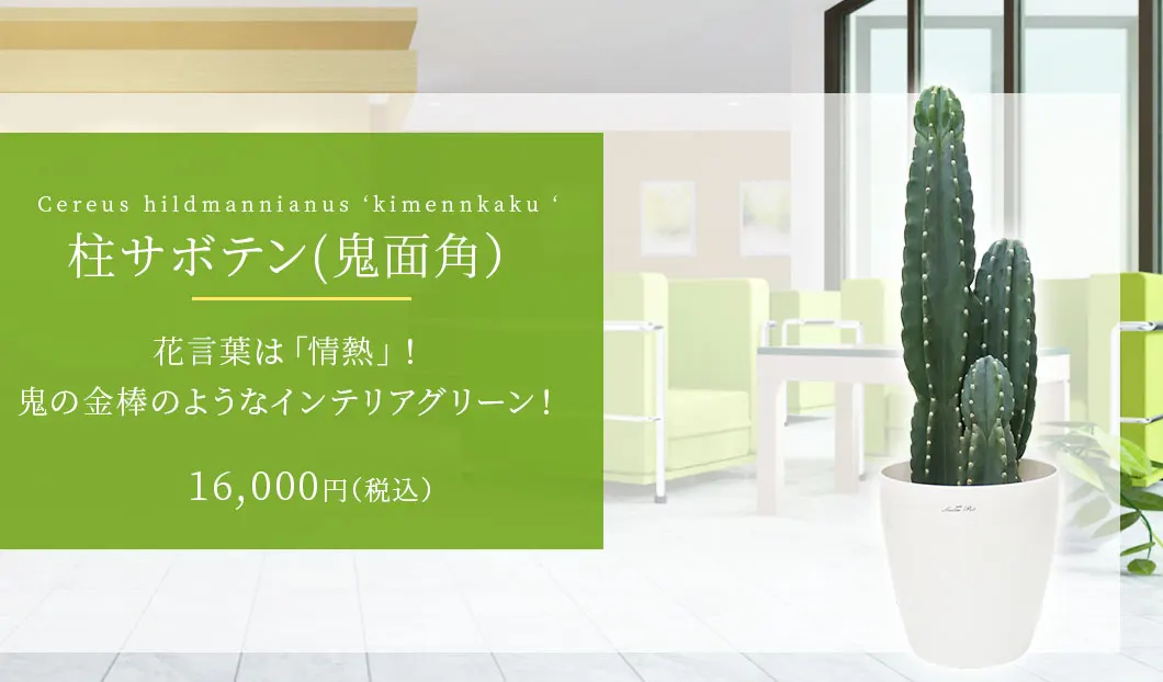 柱サボテン(鬼面角) 観葉植物 15,000円(税込)