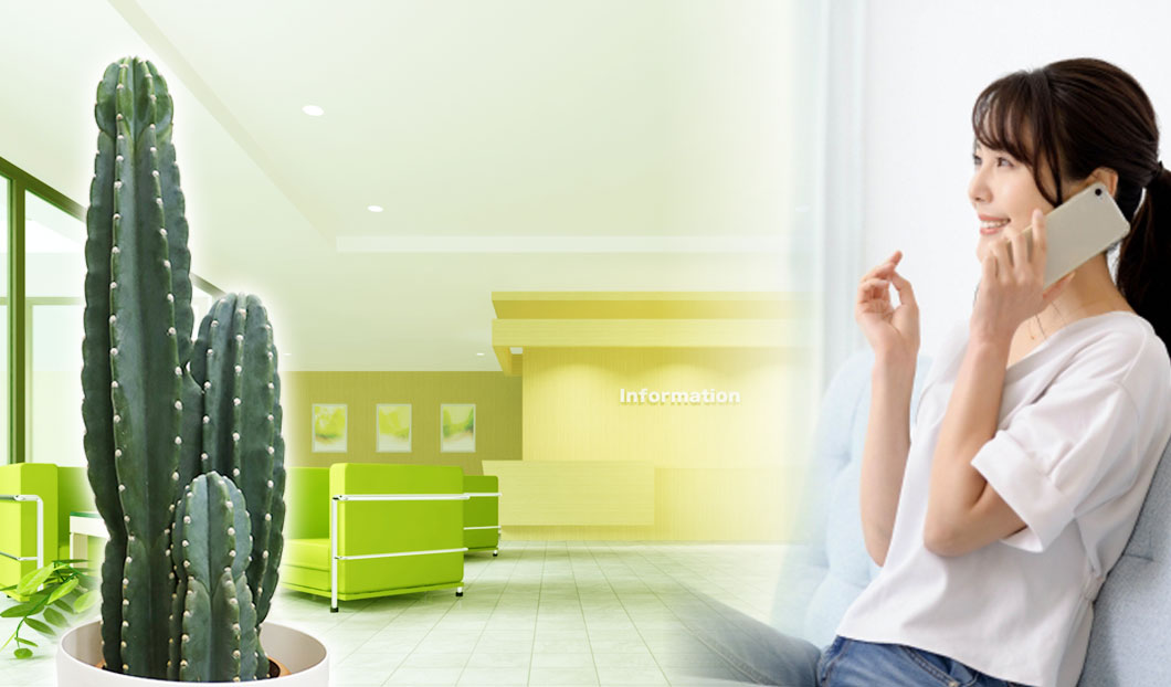 ギフトやインテリアに人気の観葉植物柱サボテン（鬼面角）