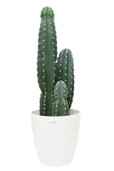 観葉植物柱サボテン（鬼面角）全体画像